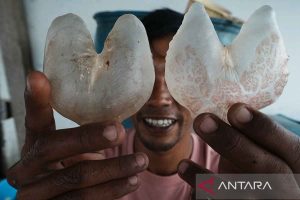 “Waspadai Ciri-Ciri Ikan Buntal Beracun yang Mengancam Keselamatan Manusia”