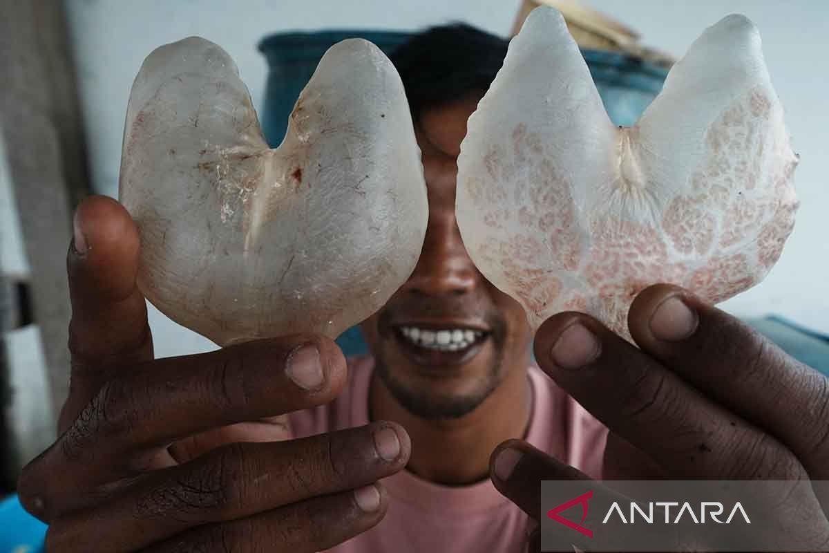 "Peringatan Penting! Deteksi Tanda-Tanda Ikan Buntal Beracun yang Mengancam Nyawa Manusia"