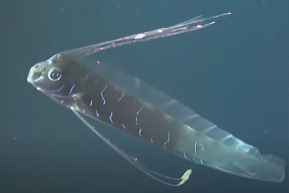 Ikan Oarfish: Mitos dan Fakta Tersembunyi yang Akhirnya Terungkap