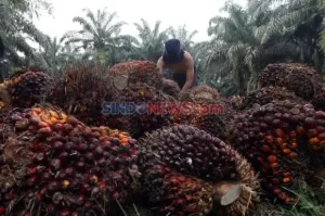 Berdasarkan penelitian, banyak kawasan hutan yang sebelumnya tidak memiliki pohon-pohon hijau kini dapat ditanami dengan tanaman sawit. Hal ini diungkapkan oleh Kepala Studi Sawit IPB yang menyoroti potensi besar yang dimiliki oleh lahan-lahan yang dulunya tidak berhutan.
