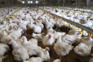 Komaruddin Hidayat Prihatin Negara Ini Berubah Menjadi Seperti Sarang Ayam