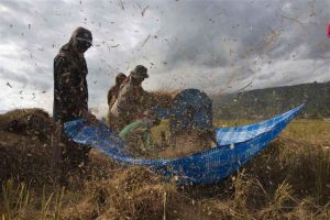 Rahasia di Balik Kenaikan HPP Gabah dan Beras Terungkap oleh Pengamat Pertanian