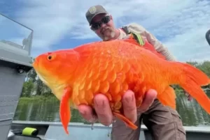 Ikan Mas Berubah Jadi Raksasa, Ahli: Habitatnya Terancam Punah