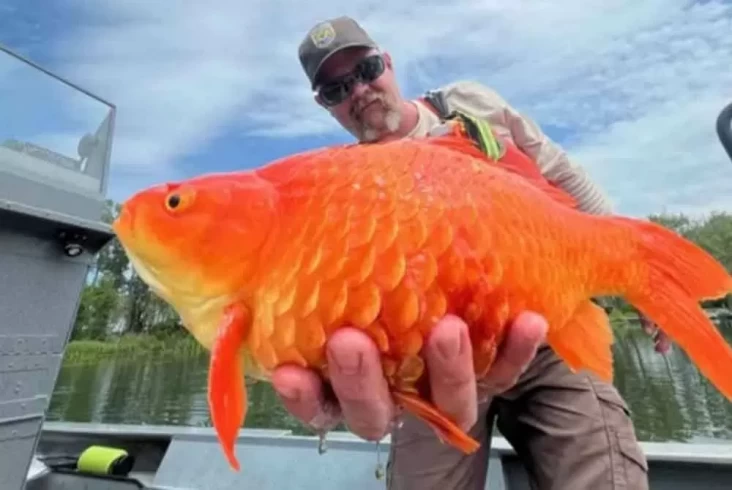 Ahli Sebut Ikan Mas Berubah Menjadi Raksasa Akibat Habitat yang Terancam Punah