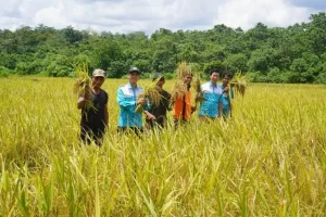 “Capai Hasil Maksimal! Kelompok Harapan Bersama Raih 38,5 Ton Padi Berkat Pendampingan”