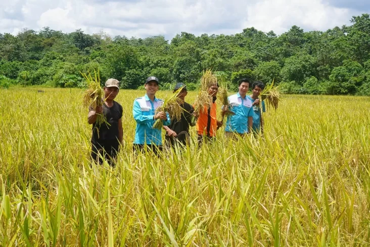 "Kelompok Harapan Bersama Memperoleh 38,5 Ton Padi Berkat Pendampingan: Hasil Maksimal Terwujud!"