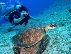 Ingin Laut Sebening Kristal? 13 Tempat Snorkeling Terbaik di Indonesia