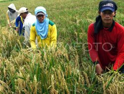 Mengapa Ekonomi Kini Sulit dan Daya Beli Menurun?
