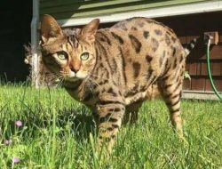 10 Kucing Mirip Harimau, Termasuk Bengal dan Toyger