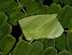 5 Fakta Menarik Phyllochoreia Ramakrishnai, Belalang yang Mahir Bersembunyi