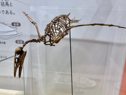 5 Burung Kecil Zaman Dinosaurus