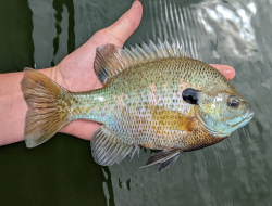 5 Spesies Ikan Matahari dari Genus Lepomis di Benua Amerika