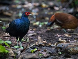 5 Fakta Menarik tentang Sumatra, Spesies yang Terancam Punah