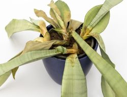 4 Penyebab Daun Lidah Mertua Mengering dan Rontok