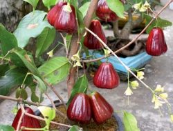 Manfaat Jambu Air: Buah Kecil yang Melindungi Tubuh dari Dalam