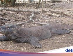 Fakta Mengejutkan di Balik Perburuan Rusa di TN Komodo: Daging Dijual via Facebook dan Ekosistem Terancam