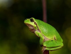 Mengapa Katak Tidak Minum Air?