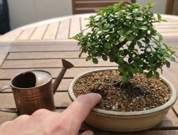 7 cara merawat bonsai agar tampil indah dan awet
