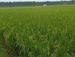 Kisah Kampung Tanpa Sinyal di Seram Barat yang Jadi Penyokong Pangan Desa