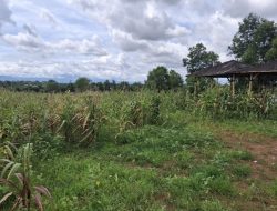 Mengapa Ladang Jagung Gibran Kini Penuh Rumput Liar?