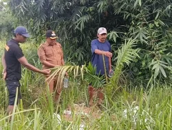 Kaget, Kebun Sawit Muncul di Cigobang, Dinas Pertanian Kaget dan Dilarang Gubernur