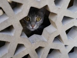 Mengapa Kucing Lebih Tenang di Ruangan Kecil dan Tertutup?