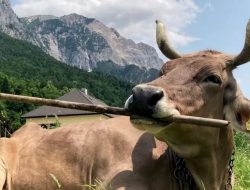 Sapi Veronika Mengejutkan, Bisa Bersihkan Diri Sendiri dengan Alat