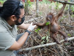 Bayi Orangutan Ditemukan di Kebun Sawit, Demam dan Kurus