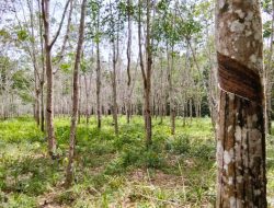 Reformasi Agraria yang Menjanjikan