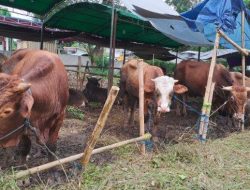 Pelda Anang Laku Jual Jangkrik dan Kambing, Raup Omzet Rp 1 Juta
