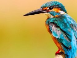 500 Nama Burung Unik N-Z Beserta Maknanya