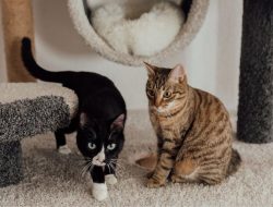 150 Nama Kucing Kembar 3: Inspirasi Alam hingga Anime