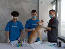 5 tips merawat anjing tua, cek kesehatan rutin!