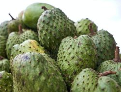 Apakah Buah Sirsak Aman untuk Ibu Hamil? Ini Jawabannya
