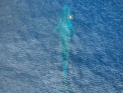 Tag satelit lacak perjalanan paus biru 2.000 km di Indonesia