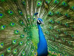 Dari Alam ke Runway: 5 Burung yang Menginspirasi Mode