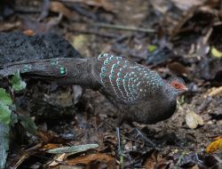 5 Fakta Menarik Burung Merak Hainan dengan Bulu Eksotis