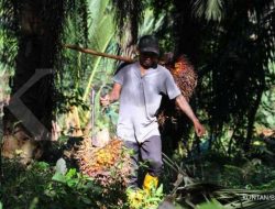Harga Komoditas Maret 2026: CPO Naik, Biji Kakao Turun