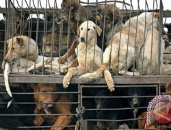 Dua Pengusaha Daging Anjing di Kupang Tutup Permanen