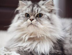 Mengapa Kucing Takut? Ini Penjelasannya