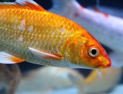 Mengapa Tidak Semua Ikan Bersisik? Ini Jawabannya!