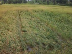 Anak Istri Saya Diselamatkan dari Angin Kencang di OKU Timur