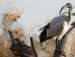 7 Fakta Menarik Ibis Keramat Afrika, Mengapa Disembah Orang Mesir Kuno?