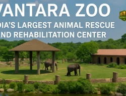 Vantara India Periksa Kesehatan Satwa di Bandung Zoo
